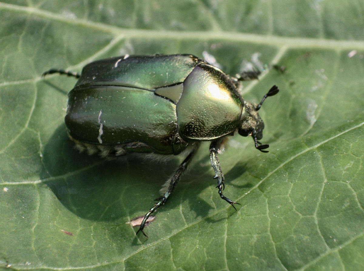 Cetonia aurata